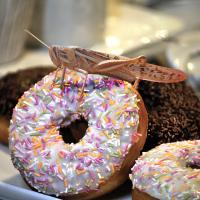 Locust on a pink frosted donut