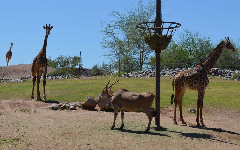 Giraffes in Phoenix Zoo