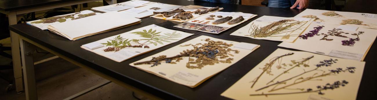 Natural History Collections