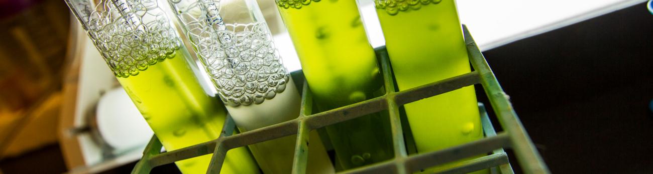 Microbiology (MS/PhD program)